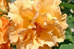 Rosa (Climbing) 'Golden Olymp' 